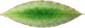 Costa Nova VEP182TO Riviera TOMATE Laurel Plate Leaf Type Approx. 7.1 inches (18 cm) Microwave and Dishwasher Safe Green